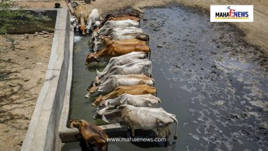 Lumpy skin disease outbreak in Pune: District authorities launch aggressive containment drive