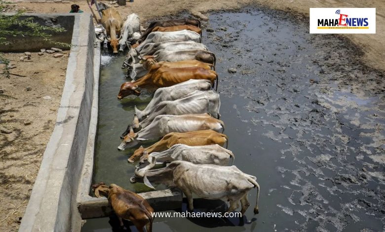 Lumpy skin disease outbreak in Pune: District authorities launch aggressive containment drive