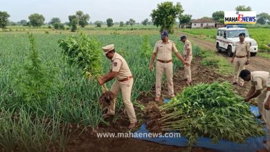 Cannabis Cultivation Exposed Amidst Onion Crop; 80 Plants Seized from Gugulpimpri!