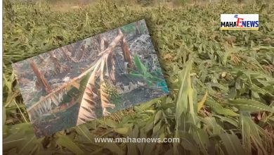 Unseasonal Rains Batter Crops Across 29 Districts, Affecting 200,000 Hectares