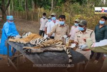 Kanha Tiger Reserve Hit by Deadly Canine Virus