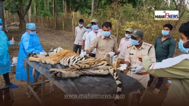 Kanha Tiger Reserve Hit by Deadly Canine Virus