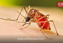 Pune Reports 22 Dengue Cases in Four Months