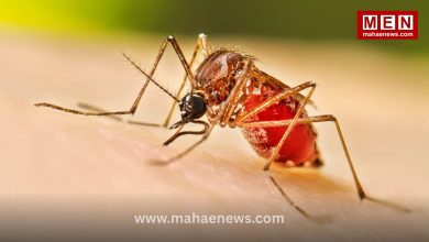 Pune Reports 22 Dengue Cases in Four Months