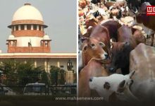 Supreme Court Stays Madras High Court Order on Complete Ban on Cattle Slaughter in Tamil Nadu