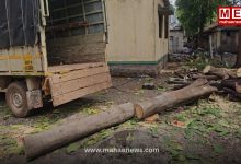 Tree Felling in Rajgurunagar Forest Office Sparks Controversy, Questions Raised Over Rule Compliance